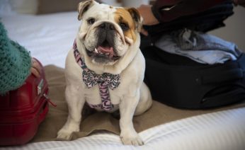 Pet Friendly Villa