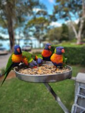 Wangi Point Holiday Park - Lorikeets
