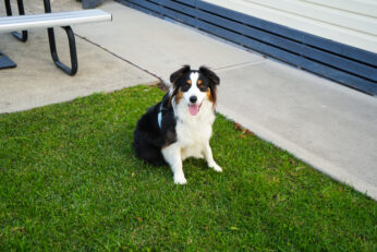 Sails Holiday Park - Dog Friendly