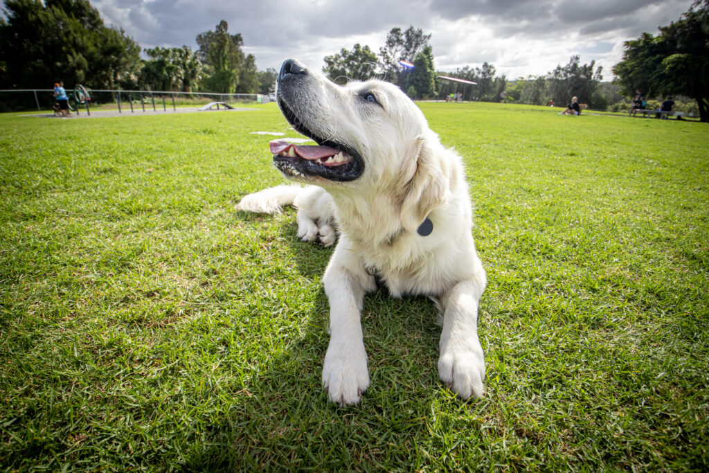 Speers Point dog park